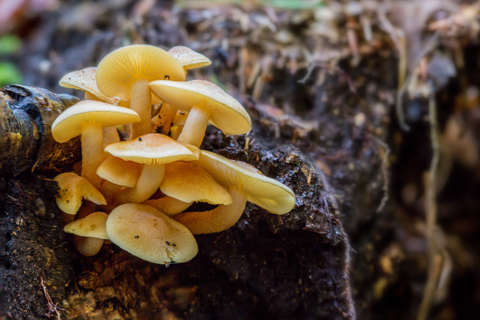 nicht jeden Pilz kann man essen