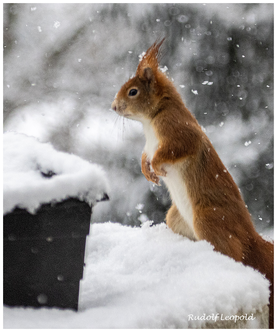 Nicht jeder ist vom Schnee begeistert