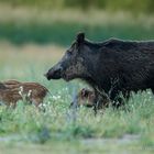 Nicht jedes Schwein ist fett!