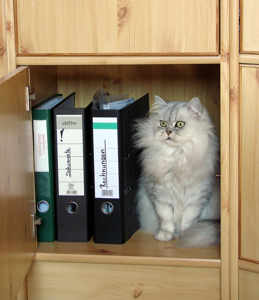 Nicht Katze im Sack sondern Katze im Schrank ;-)