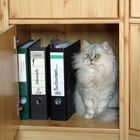 Nicht Katze im Sack sondern Katze im Schrank ;-)