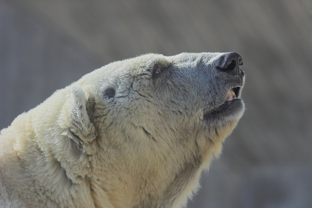 Nicht Knut! (Da liegt was in der Luft)