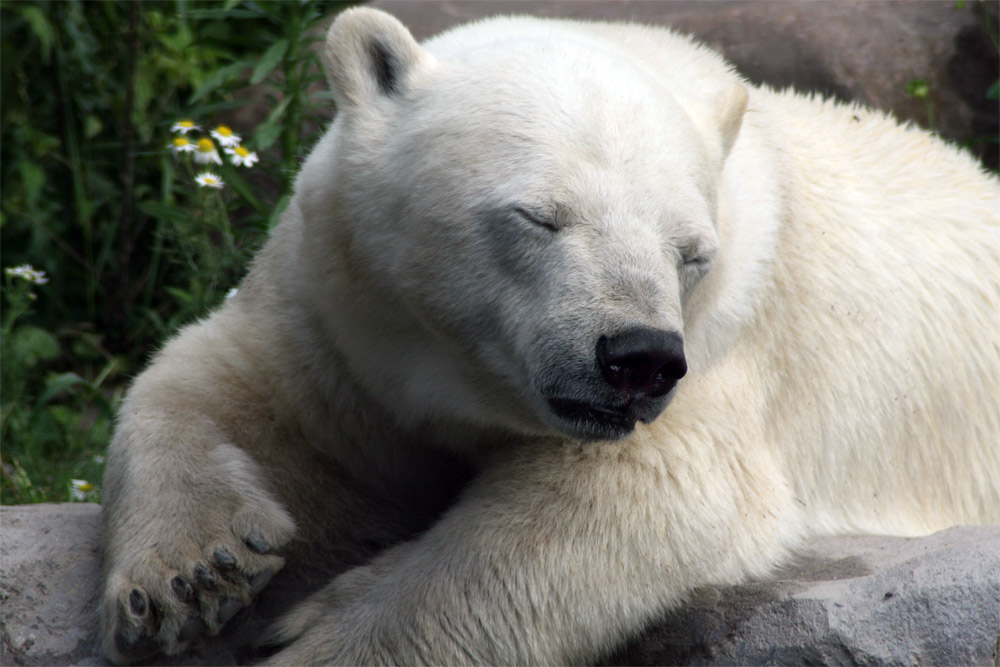 Nicht Knut.....