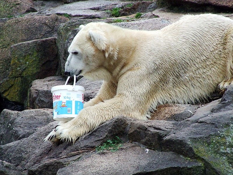 ..nicht knut, EIN eisbär