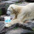 ..nicht knut, EIN eisbär