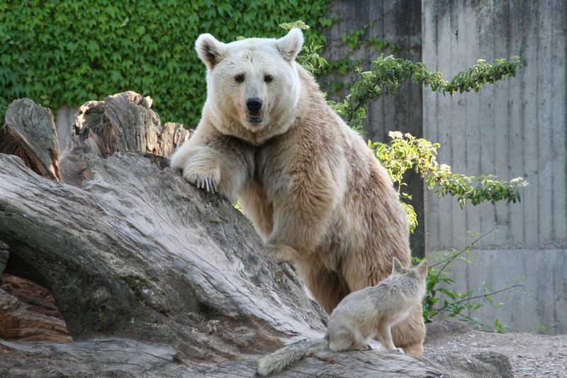 Nicht Knut...... im Heidelberger Zoo