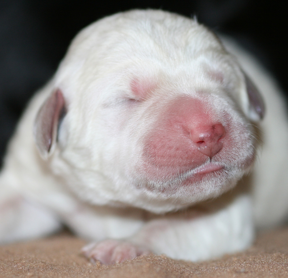 Nicht "Knut" sondern ein Hunde Welpe