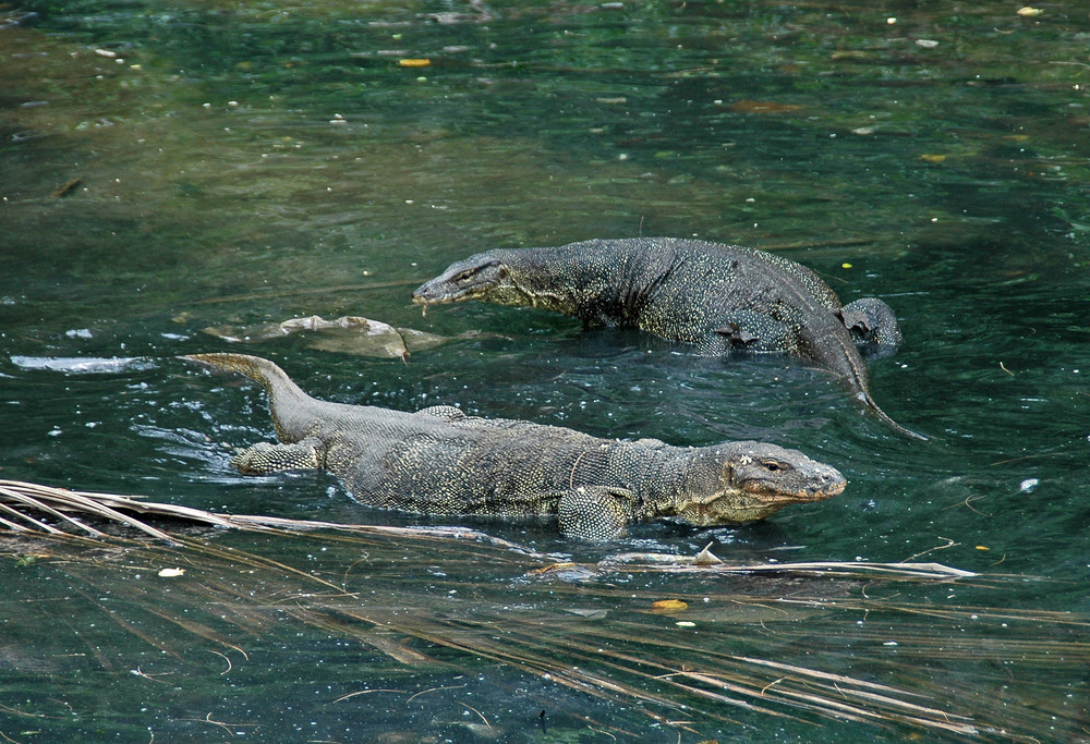 Nicht Komodo!