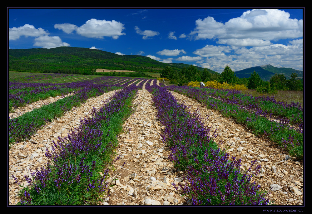 Nicht Lavendel...