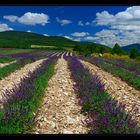 Nicht Lavendel...