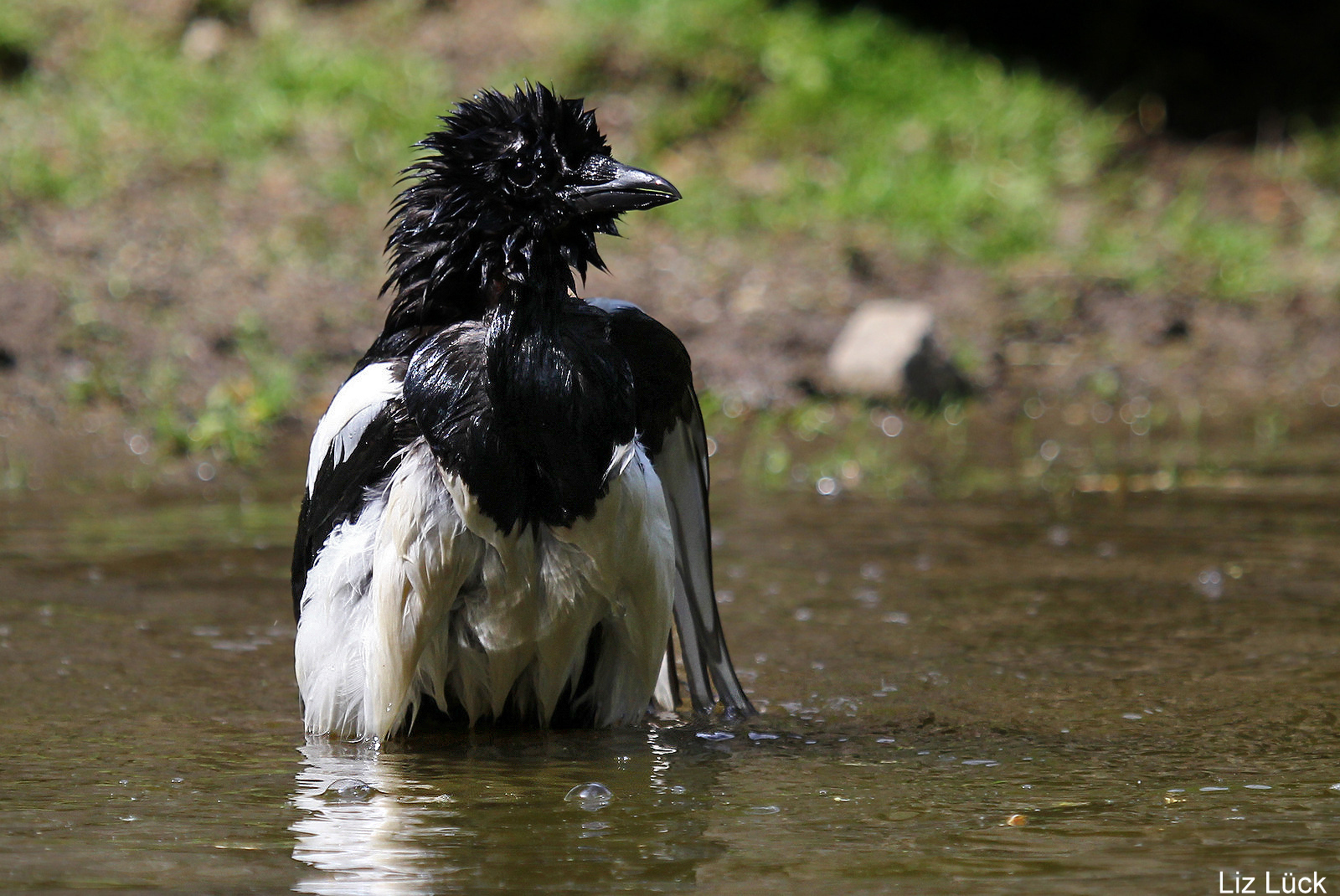 nicht mal baden