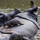 Nicht mal beim Baden hat man seine Ruhe