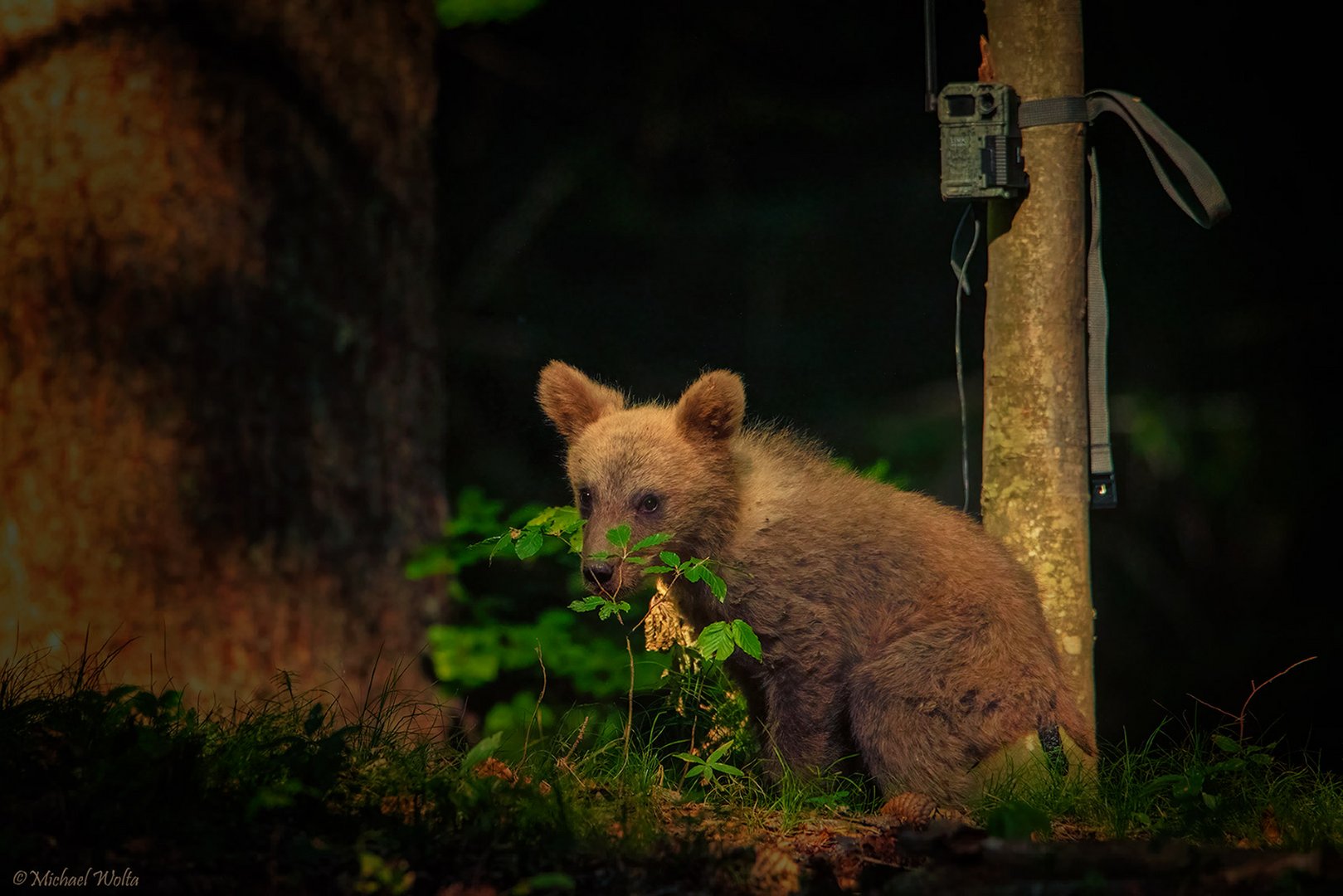 Nicht mal im Wald 