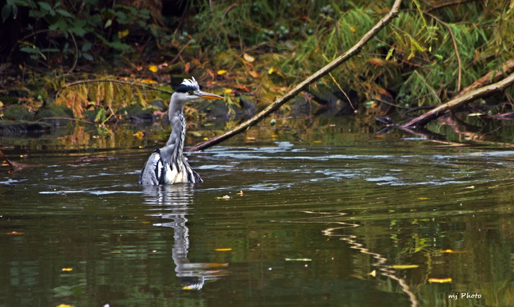 Nicht mal in Ruhe baden .....