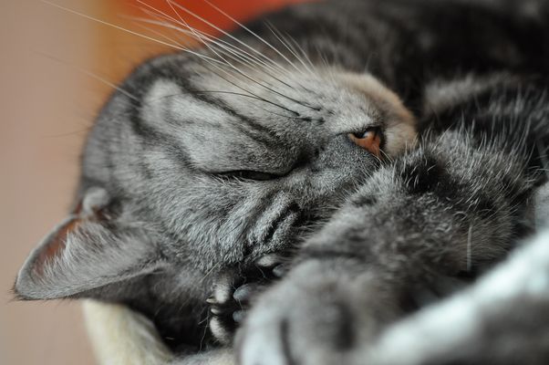 Nicht mal in Ruhe schlafen kann man...