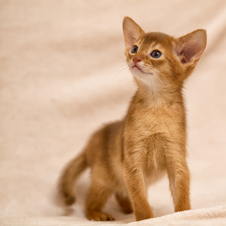 Nicht mehr ganz so mittige kleine Katze