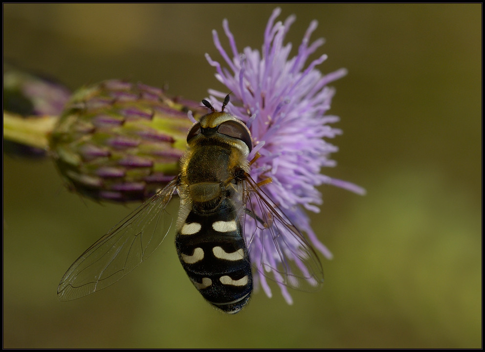 Nicht mehr länger auf der Makrowunschliste - Scavea pyrastri (Blasenköpfige Schwebfliege)