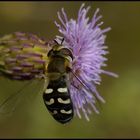 Nicht mehr länger auf der Makrowunschliste - Scavea pyrastri (Blasenköpfige Schwebfliege)