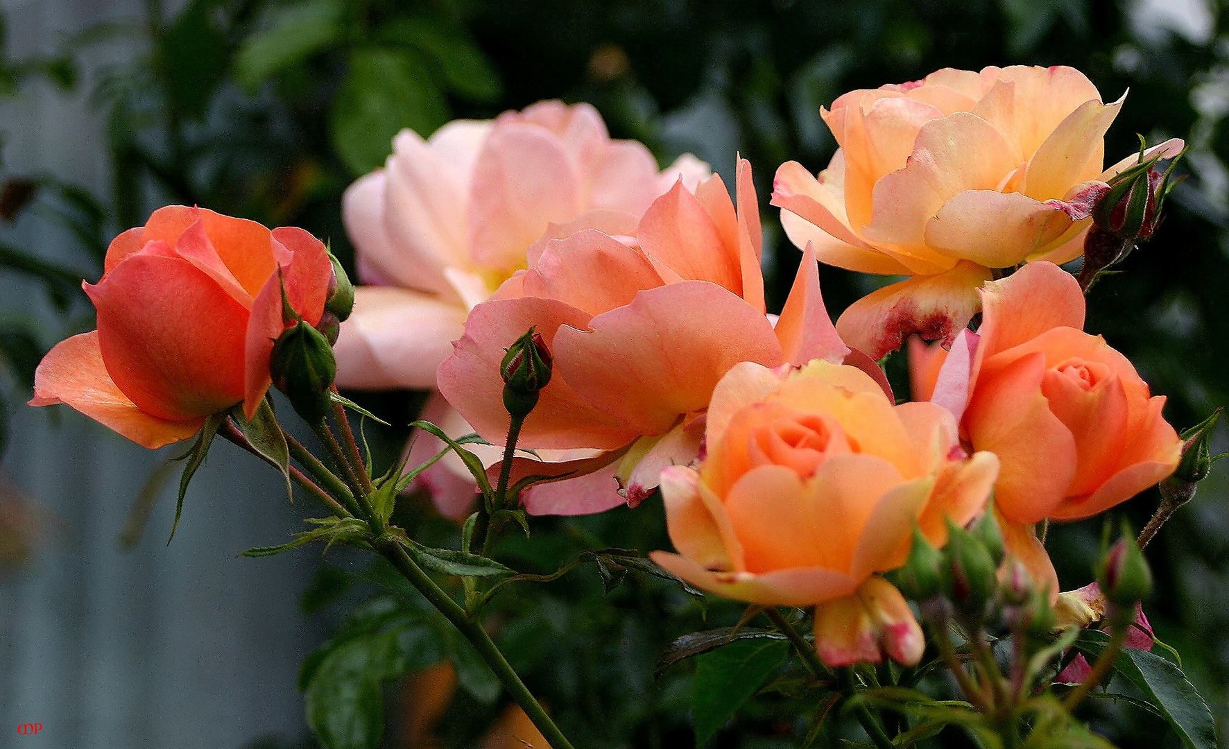 Nicht mehr lange, dann sind sie wieder die Königinnen im Garten