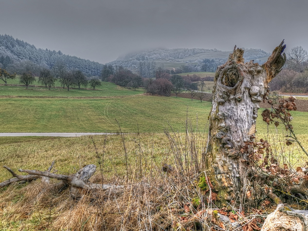 Nicht mehr zu retten ist dieser Baum 