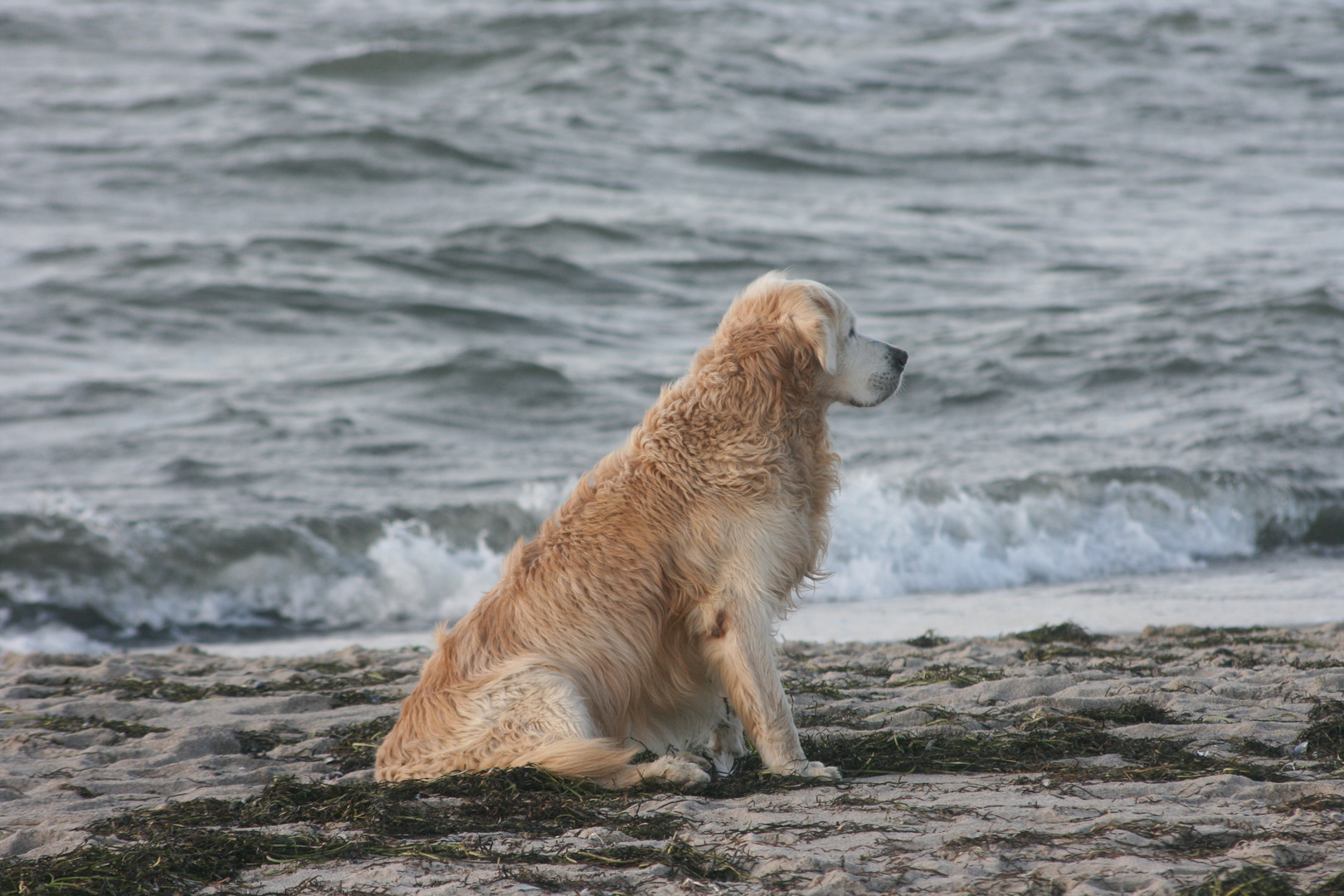 Nicht mein Hund