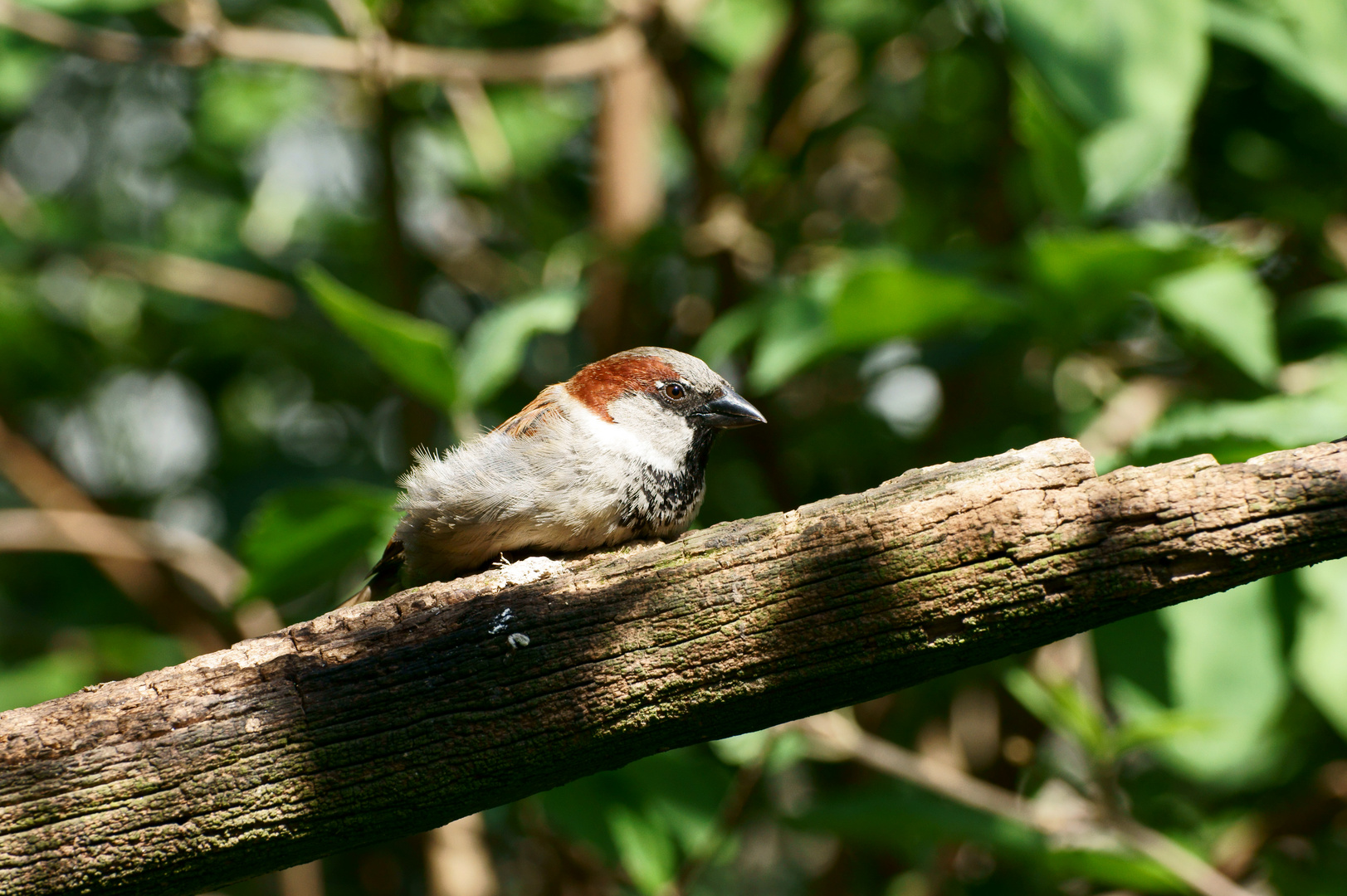 nicht Mein sondern Ein Spatz ;-)