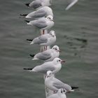 Nicht mit dem Strom schwimmen