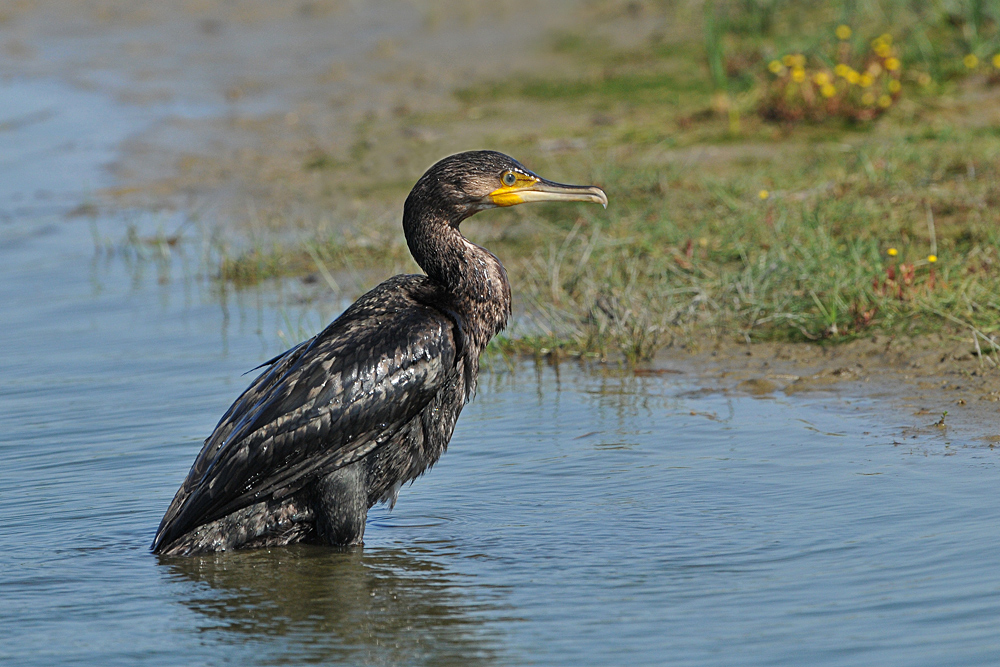 Nicht nasser Pudel sondern Kormoran