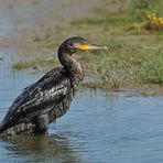 Nicht nasser Pudel sondern Kormoran