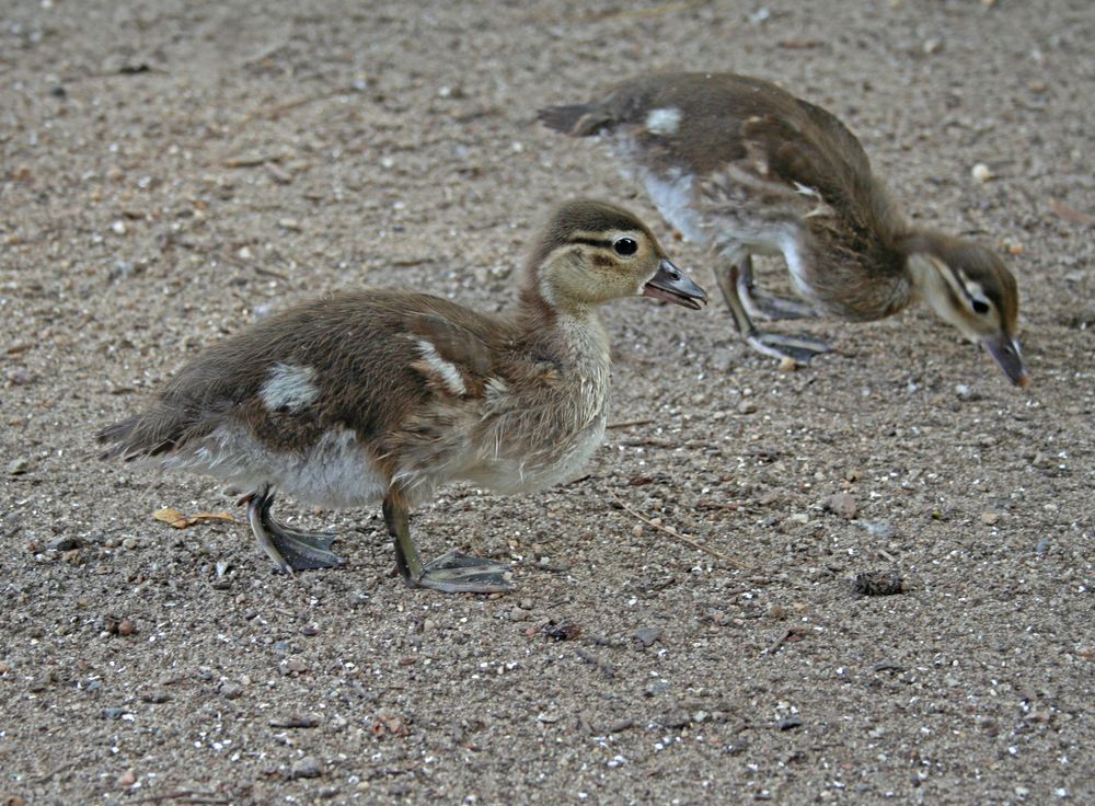 Nicht noch ein süßes Tierbabyfoto..