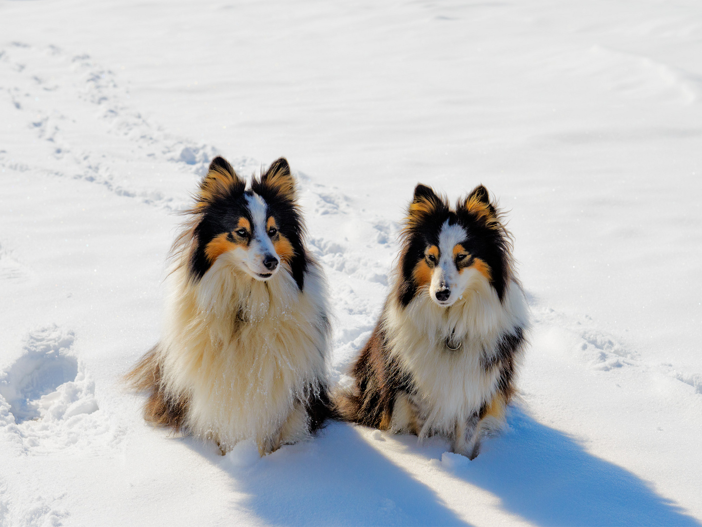 Nicht noch mehr Schnee !