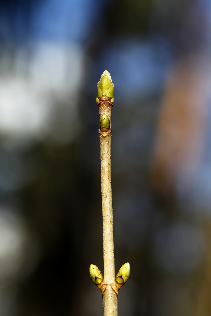 nicht normal 1 Foto & Bild | jahreszeiten, winter, natur Bilder auf