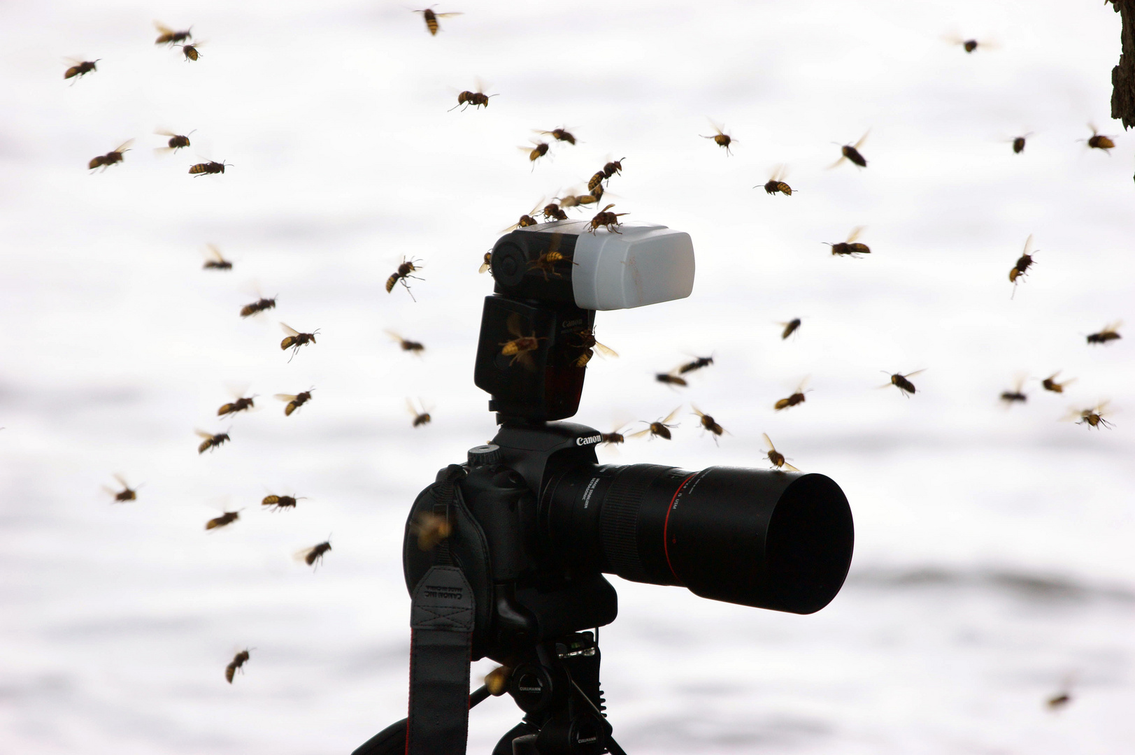 Nicht normal! Foto & Bild | tiere, wildlife, insekten Bilder auf