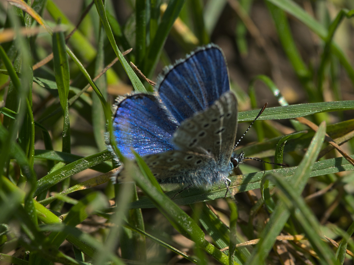 ...nicht nur am Montag blau