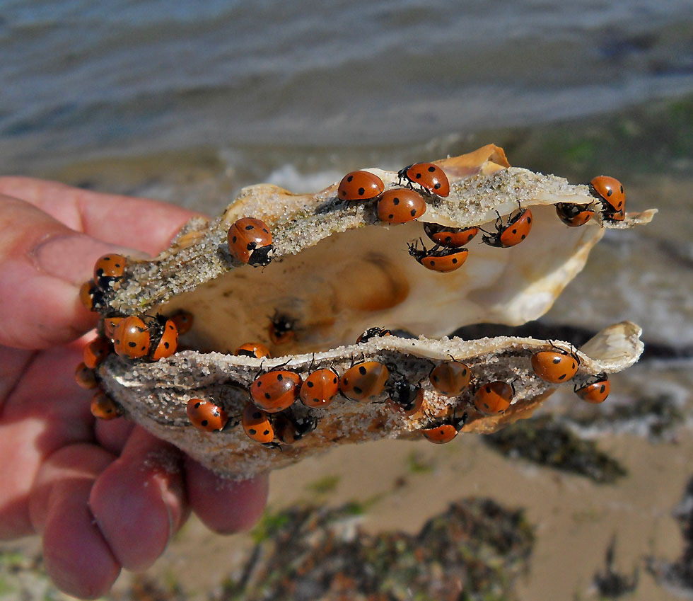 Nicht nur an der Ostsee die Marienkäfer überall