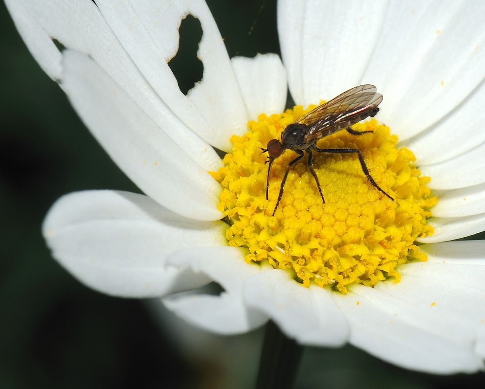 Nicht nur Bienen