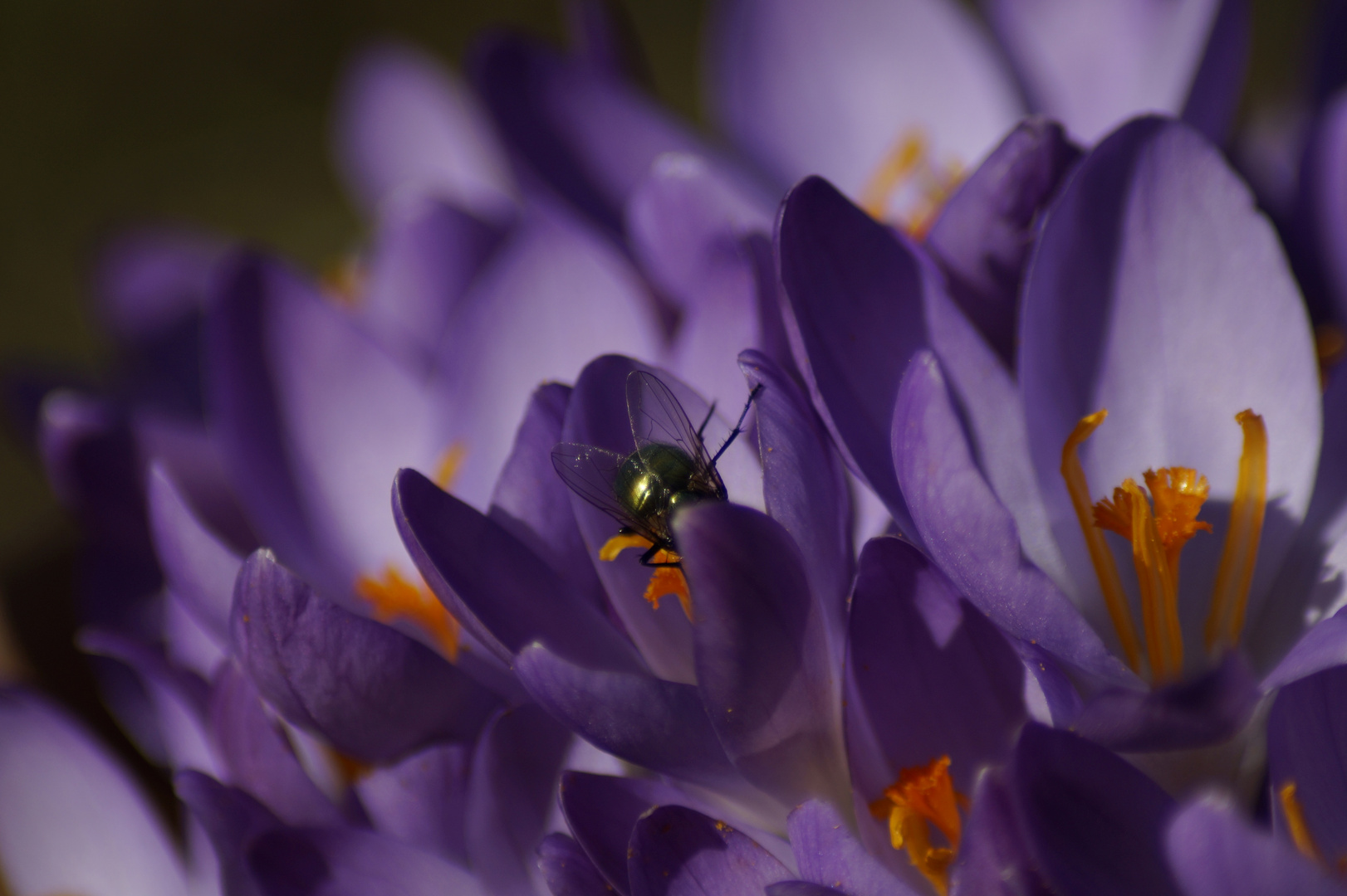 Nicht nur Bienen lieben Krokusse ...