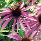 Nicht nur den Bienen gehört die Pflanzenwelt