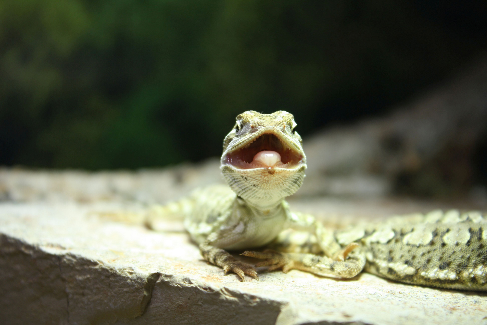 Nicht nur der Haifisch hat Zähne