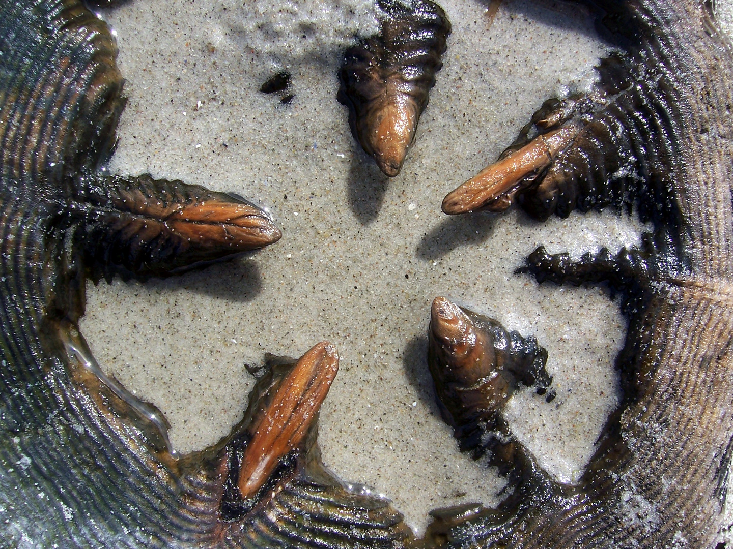 Nicht nur der Haifisch hat Zähne. Buhnen vor Hiddensee auch.