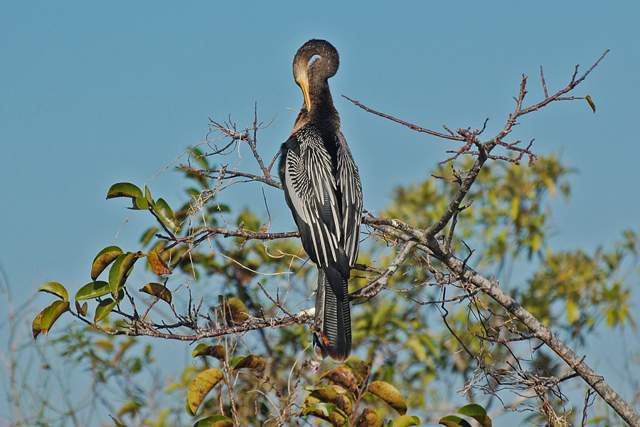 Nicht nur der Herr Anhinga...