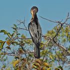 Nicht nur der Herr Anhinga...