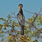 Nicht nur der Herr Anhinga...