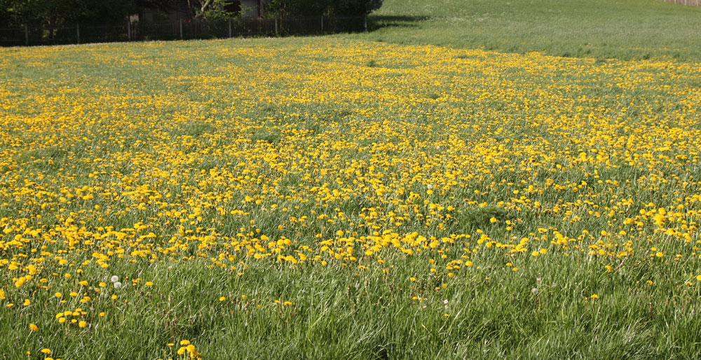 nicht nur der Raps hat gelbe Blüten