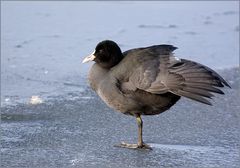 nicht nur der Storch steht ...