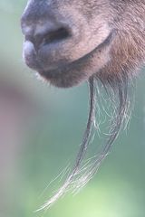 nicht nur des Ziegenbockes ganzer Stolz