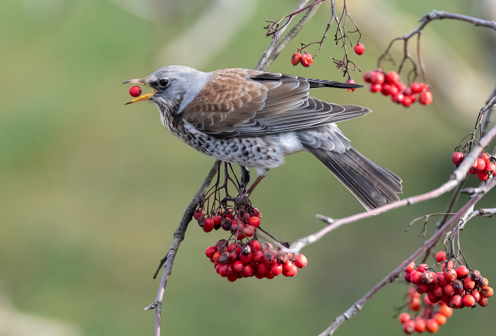 Nicht nur die Amsel kann es ...