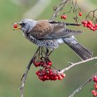 Nicht nur die Amsel kann es ...