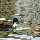 Nicht nur die Ente spiegelt sich