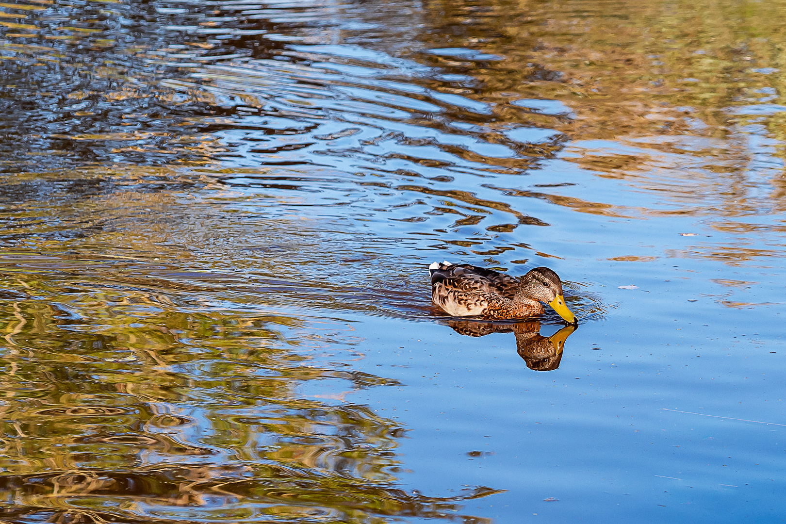 Nicht nur die Ente spiegelt sich